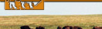 buffalo hunts, bison hunts, hunting buffalo south dakota, south dakota buffalo hunts, hunting guides, hunting outfitters