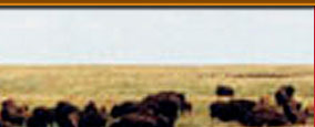 buffalo hunts, bison hunts, hunting buffalo south dakota, south dakota buffalo hunts, hunting guides, hunting outfitters